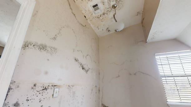 Best Industrial Mold Remediation  in Rose Lodge, OR