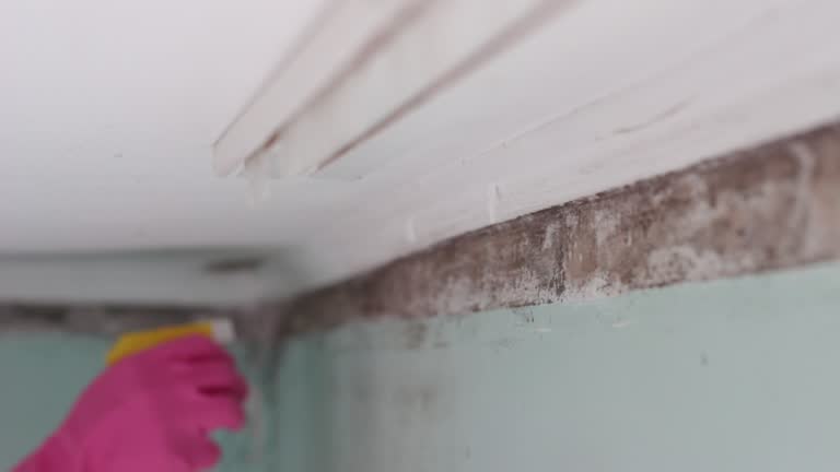 Best Basement Mold Removal  in Rose Lodge, OR